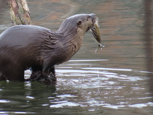 North American River Otter photographed in Maryland