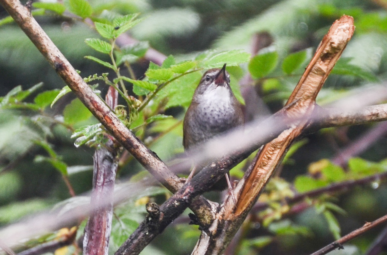 Spotted Bush Warbler (Locustella thoracica), photo 5