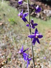 Delphinium parryi