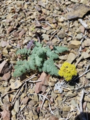 Lomatium foeniculaceum fimbriatum