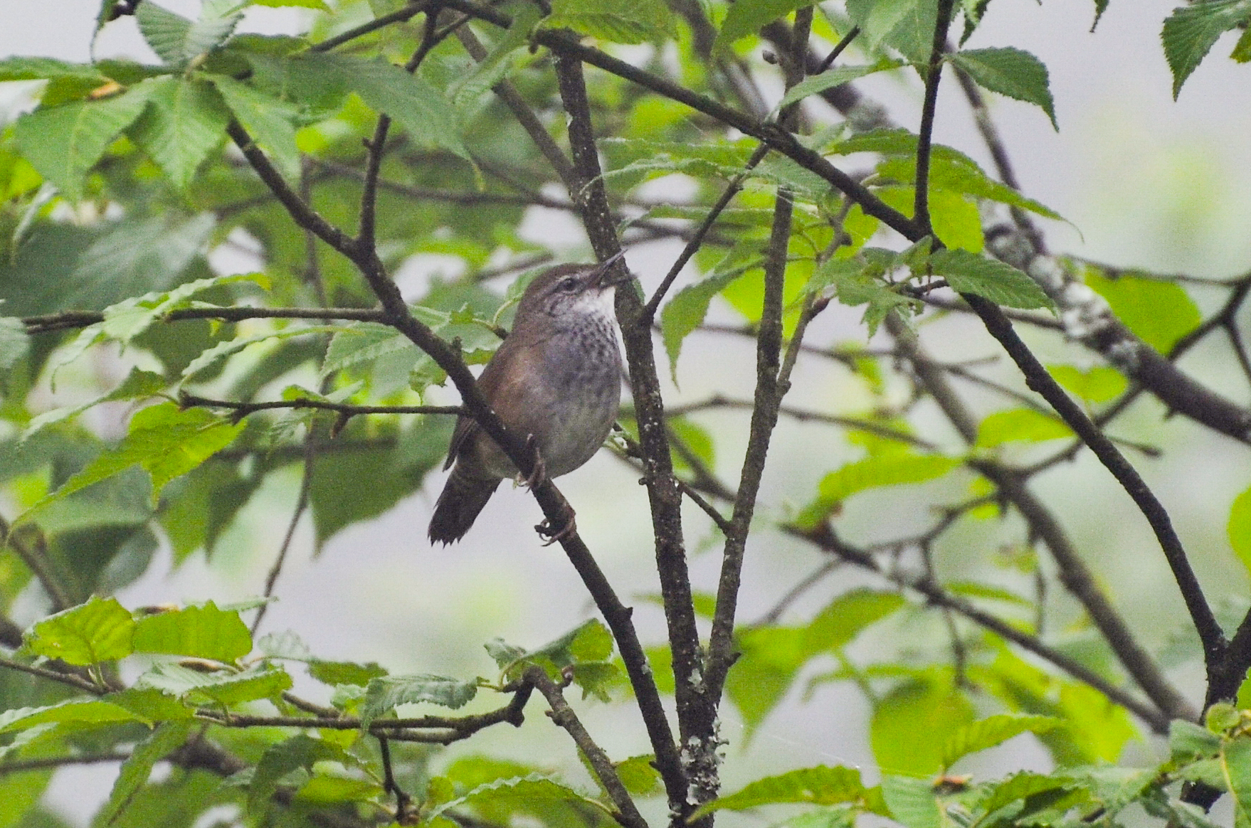 Spotted Bush Warbler (Locustella thoracica), photo 9
