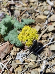 Lomatium foeniculaceum fimbriatum