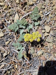 Lomatium foeniculaceum fimbriatum