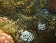 Spurilla braziliana
