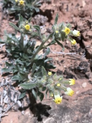 Oreocarya flavoculata