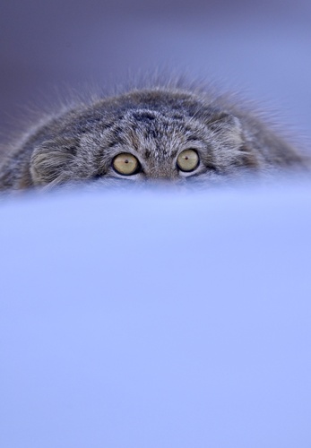 Pallas' Cat