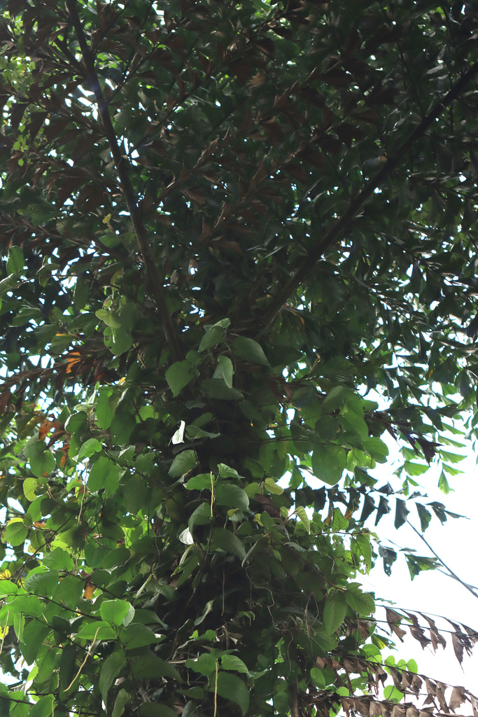 Caryota angustifolia