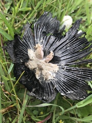 Coprinus calyptratus