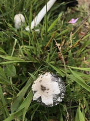 Coprinus calyptratus