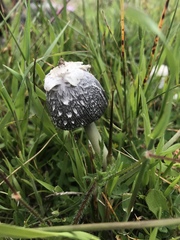 Coprinus calyptratus