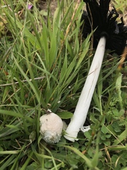 Coprinus calyptratus