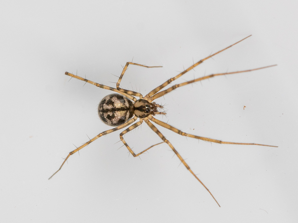 Megalepthyphantes nebulosus