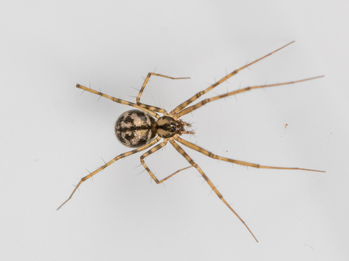 Megalepthyphantes nebulosus