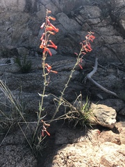 Penstemon subulatus