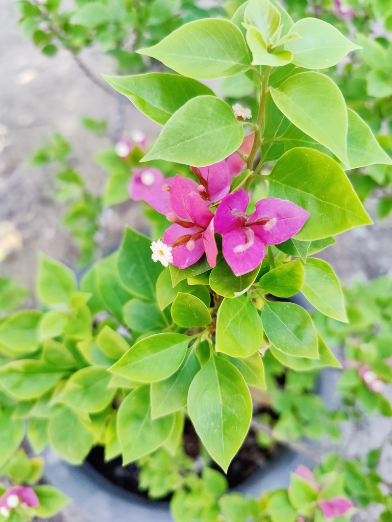 Bougainvillea glabra, Nhơn Thạnh, Bến Tre, Ben Tre, Vietnam