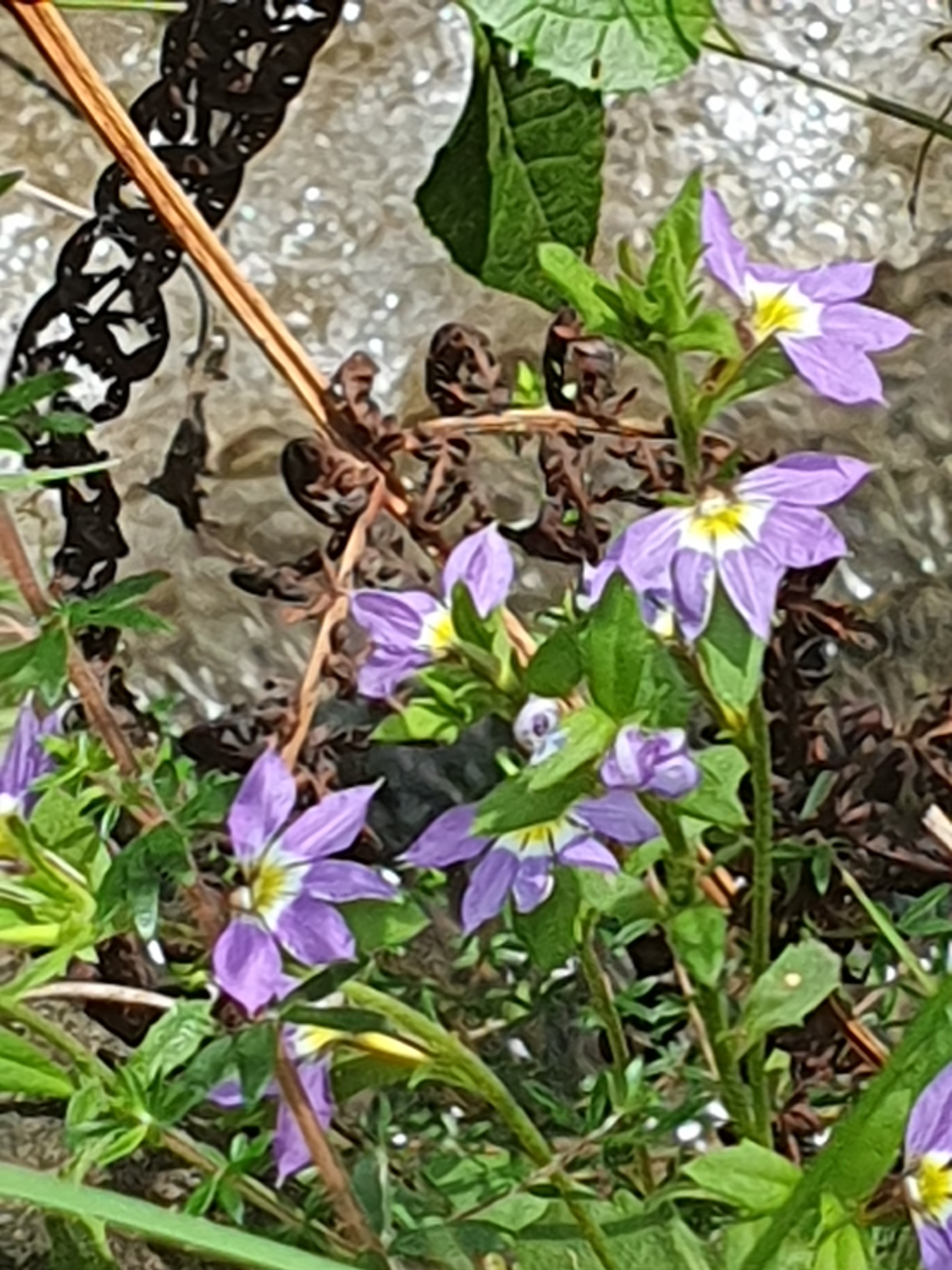Imagem de Scaevola