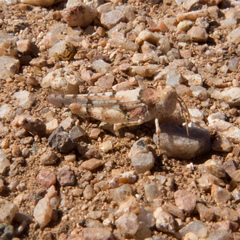 Cibolacris parviceps