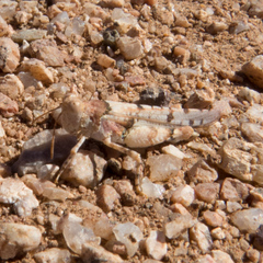 Cibolacris parviceps