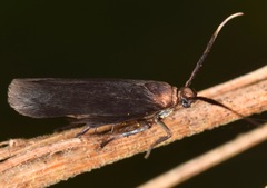 Scythris fuscicomella