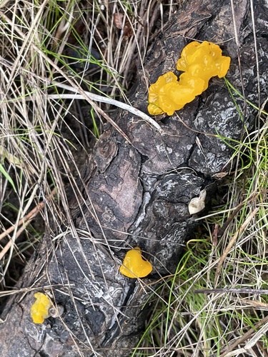 iNaturalist observation photo of witch's butter