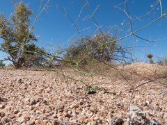 Eriogonum trichopes