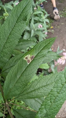 Calycomyza flavinotum photo 3