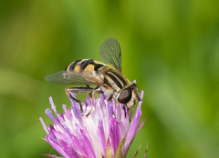 Helophilus latifrons