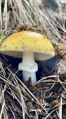 iNaturalist observation photo of amanita mushrooms