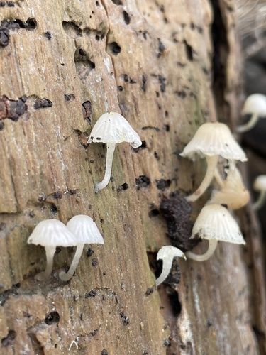 iNaturalist observation photo of Fairy Parachutes