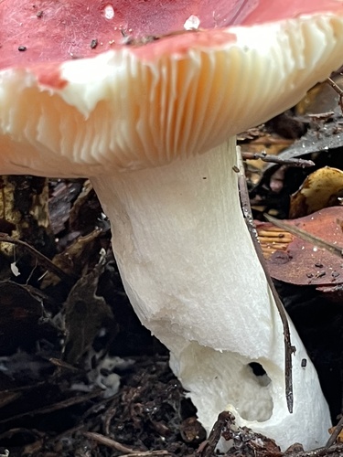 iNaturalist observation photo of brittlegills