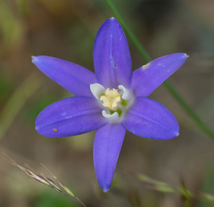 Brodiaea terrestris terrestris