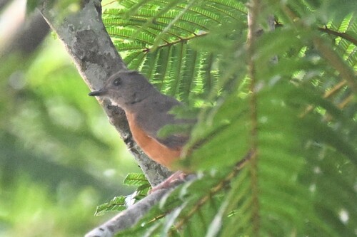 iNaturalist image