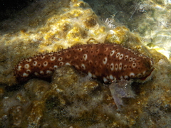 Holothuria sanctori