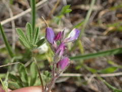Lupinus concinnus