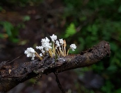 Cordyceps sinclairii