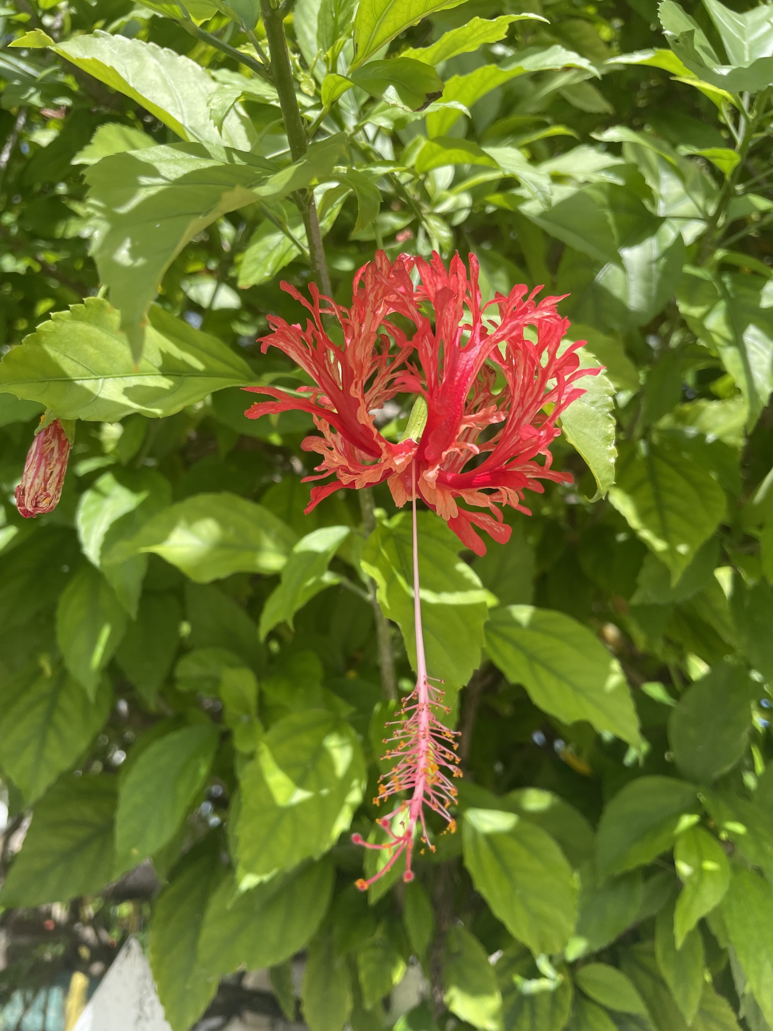 Imagem de Hibisco-aranha