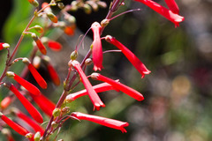 Penstemon centranthifolius