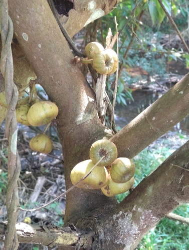 Roxburgh fig (Ficus auriculata)
