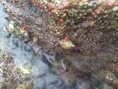 Calcinus californiensis