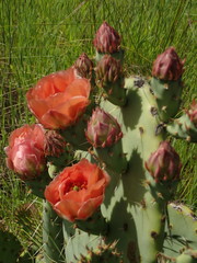 Opuntia × vaseyi