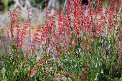 Penstemon centranthifolius