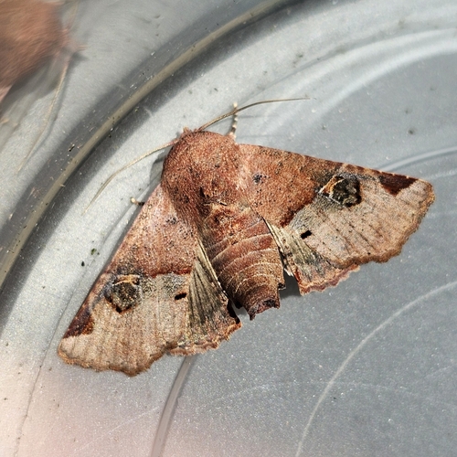 Targalla delatrix (Guenée, 1852)