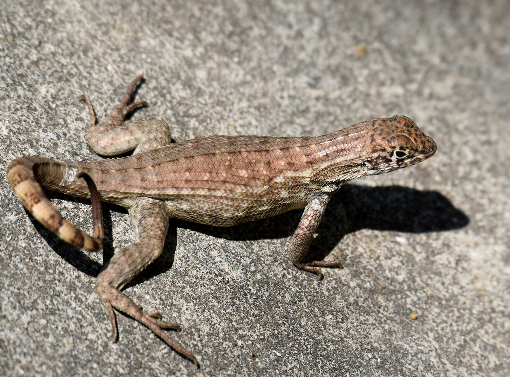 Cayman Curlytail