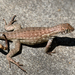 Cayman Curly-tailed Lizard - Photo (c) Steven Mlodinow, some rights reserved (CC BY-NC), uploaded by Steven Mlodinow