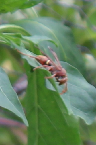 Australian Paper Wasp from Smiths Lake NSW 2428, Australia on January ...
