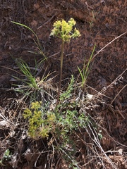 Lomatium parryi