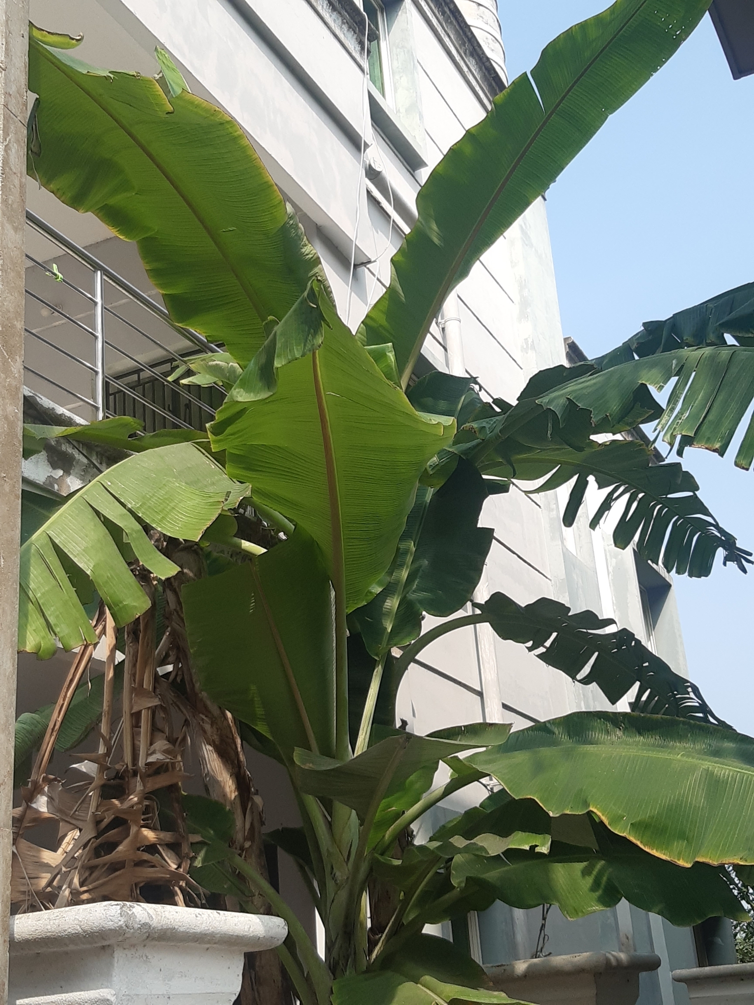 Musa × paradisiaca