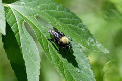 Laphria flavicollis