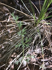 Lomatium parryi