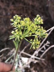 Lomatium parryi